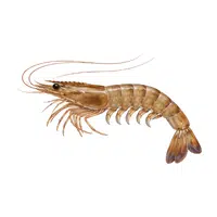 Brown-shrimp | Crustaceans Names