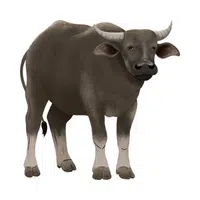 Buffalo | Friendly Animals Names