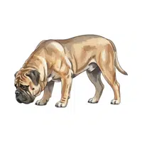 Bullmastiff | Guard Animals Names 