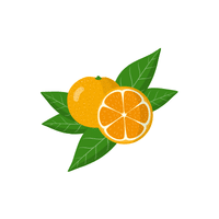 Calamondin | Small Fruits Names