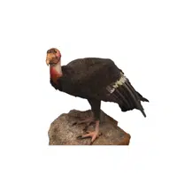 California Condor | Endangered Animals Names