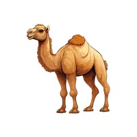 Camel