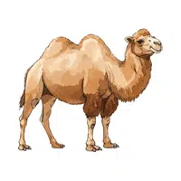 Camel | Vertebrates Animals Names