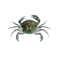 Carcinus 