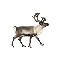 Caribou