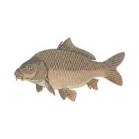 Carp | Swimming Animals Names