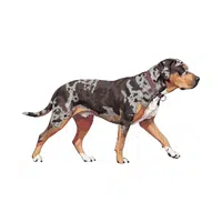 Catahoula Leopard Dog | Guard Animals Names 