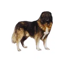 Caucasian Shepherd | Guard Animals Names 