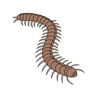 Centipede | Carnivorous Animals Names