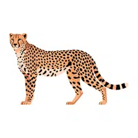 Cheetah | Vertebrates Animals Names 
