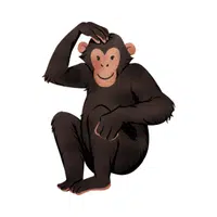 Chimpanzee