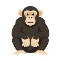 Chimpanzee | Vertebrates Animals Names 