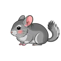 Chinchilla | Friendly Animals Names