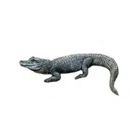 Chinese Alligator | Endangered Animals Names