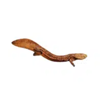 Chinese Giant Salamander | Endangered Animals Names