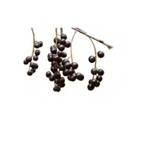 Chokecherry | Small Fruits Names 