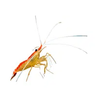 Cleaner-shrimp | Crustaceans Names