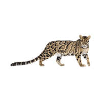 Clouded Leopard | Carnivorous Animals Names