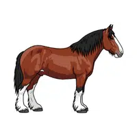Clydesdale Horse