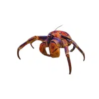 Coconut-crab | Crustaceans Names