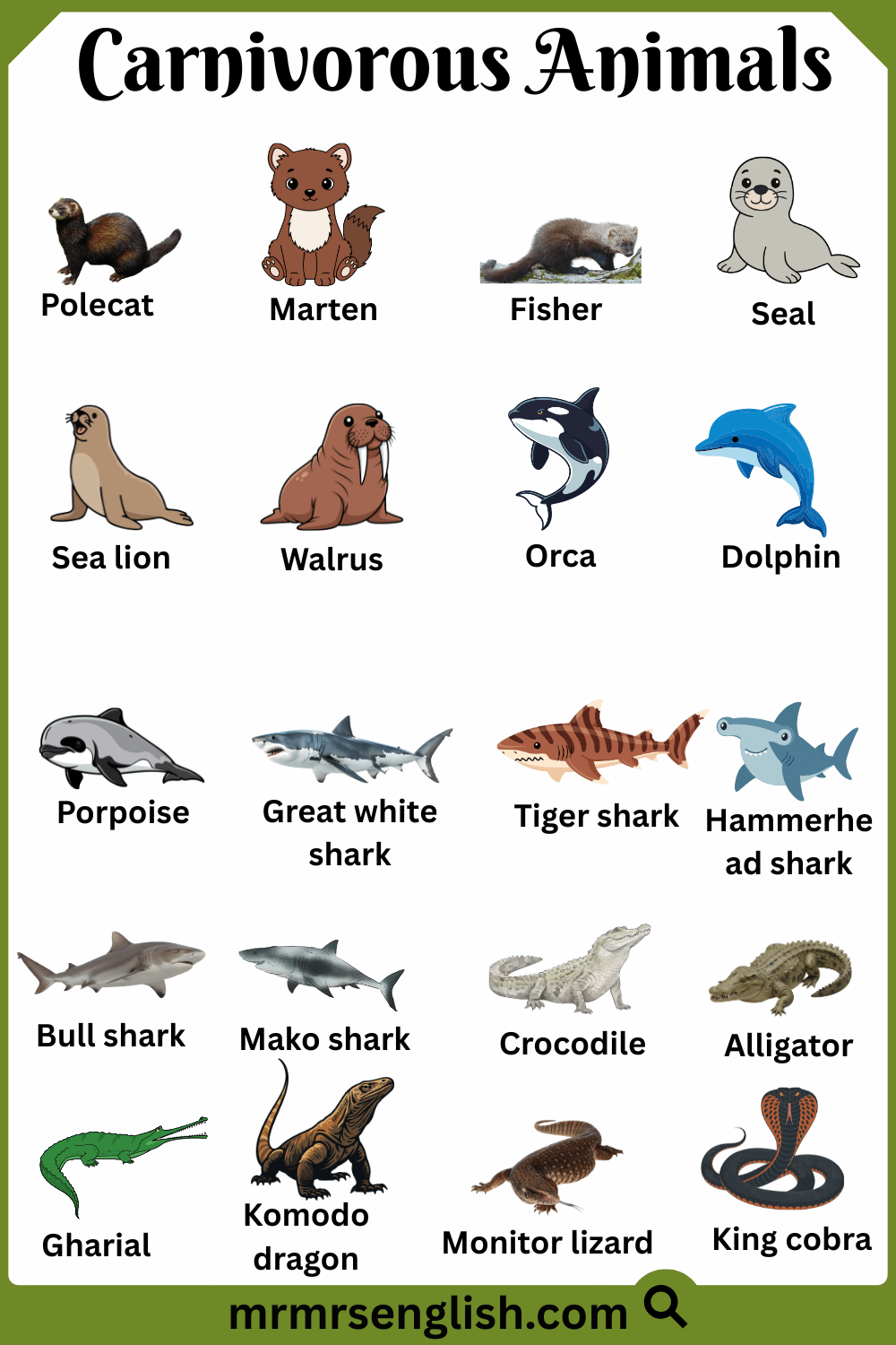 Common Carnivorous Animals Names with Images