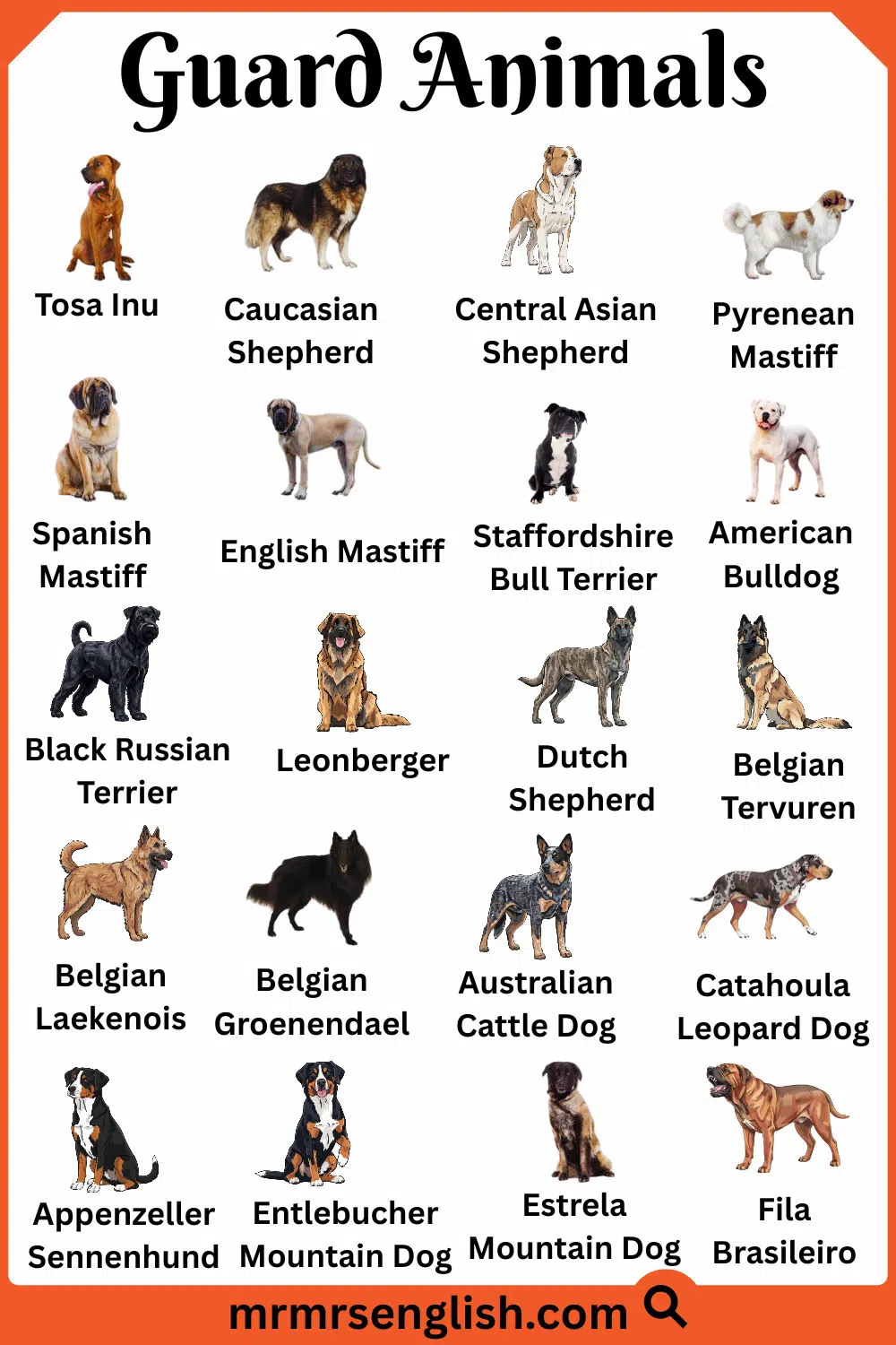 Common Guard Animals Names with Images