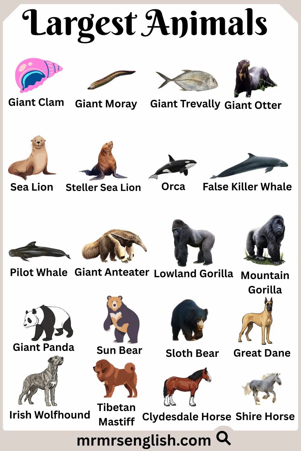 Common Largest Animals Names in English with Images