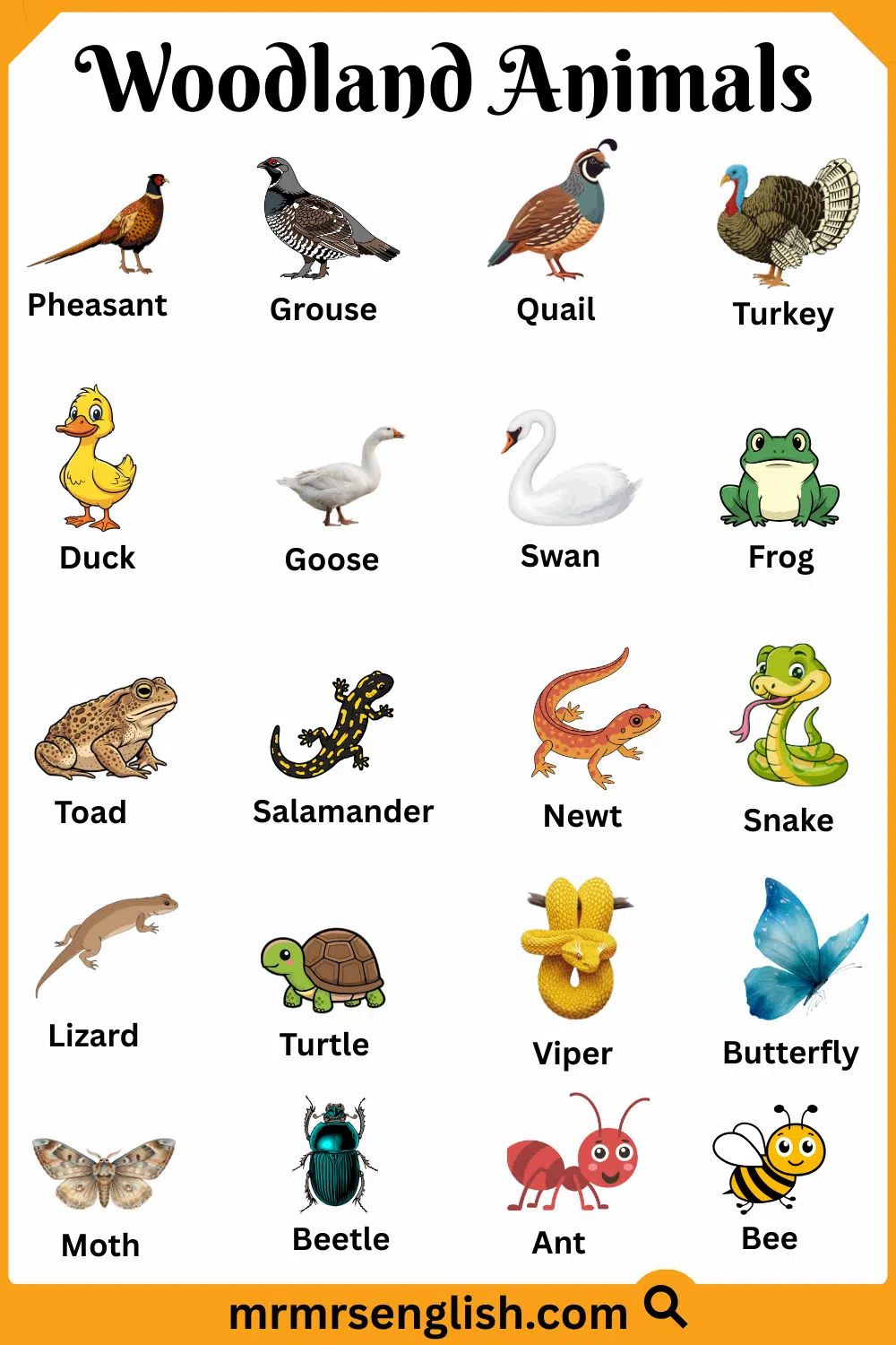 Common Woodland Animals Names with Pictures