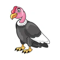 Condor | Carnivorous Animals Names