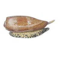 Cone Snail 
