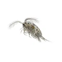 Copepod | Crustaceans Names 