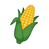 Corn | Cereals Names