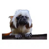 Cotton Top Tamarin
