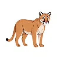 Cougar