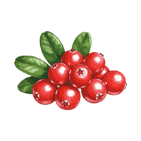 Cranberry | Small Fruits Names