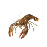 Crawdad | Crustaceans Names 
