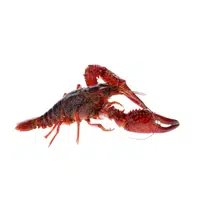 Crayfish | Crustaceans Names 