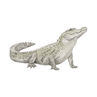 Crocodile | Carnivorous Animals Names