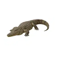Crocodile