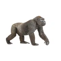 Cross River Gorilla | Endangered Animals Names