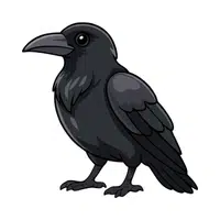 Crow 
