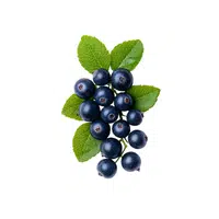 Crowberry | Small Fruits Names