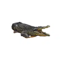 Cuban Crocodile | Endangered Animals Names