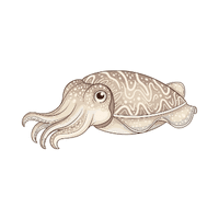 Cuttlefish