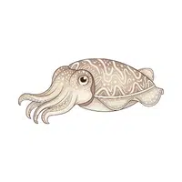 Cuttlefish 