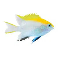 Damselfish | Swimming Animals Names