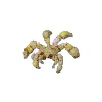 Decorator-crab | Crustaceans Names 