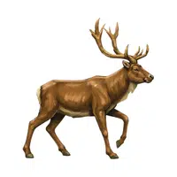 Deer | Vertebrates Animals Names 