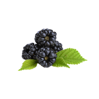 Dewberry | Small Fruits Names