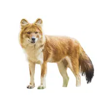 Dhole | Endangered Animals Names